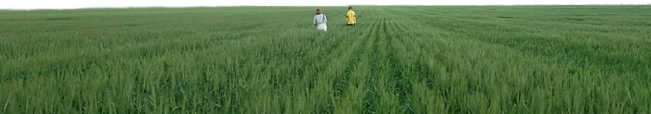 Alberta Pedigreed Cereals, Pulses & Oilseeds