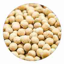 Yellow Pea Seed Alberta